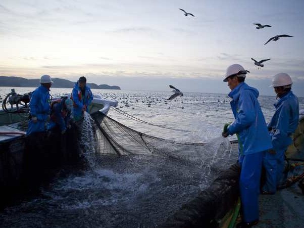 世界中で魚需要が急上昇   未利用率９割の魚の利用率を上げよ！