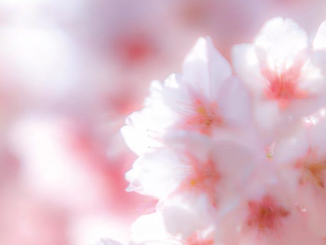 健康コラム – マインドフルネスで脳と心の疲れをとる〜マインドフルネス的お花の眺め方〜