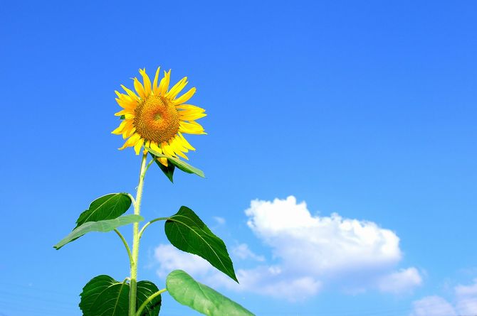 法的トラブルを無料で相談できる  日弁連のひまわりほっとダイヤルの上手な使い方