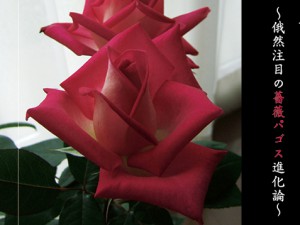 君の名は─。〜俄然注目の薔薇パゴス進化論〜